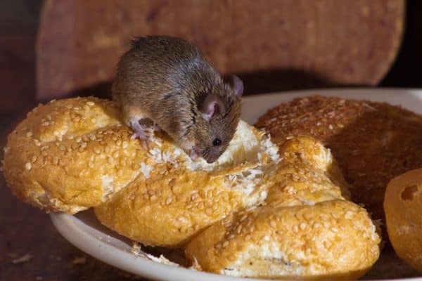 12476009 - mouse in the kitchen eating bread - Best Pest Control, Cheyenne, Wyoming How to handle mice and other rodents in your home - Best Pest Control, Cheyenne, Wyoming - Page 8