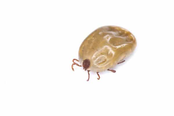 Fleas: a not so tiny problem - Best Pest Control, Cheyenne, Wyoming - Page 8