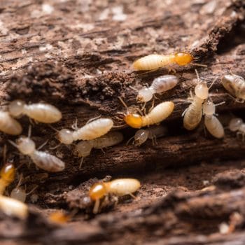 Termites are eating my home