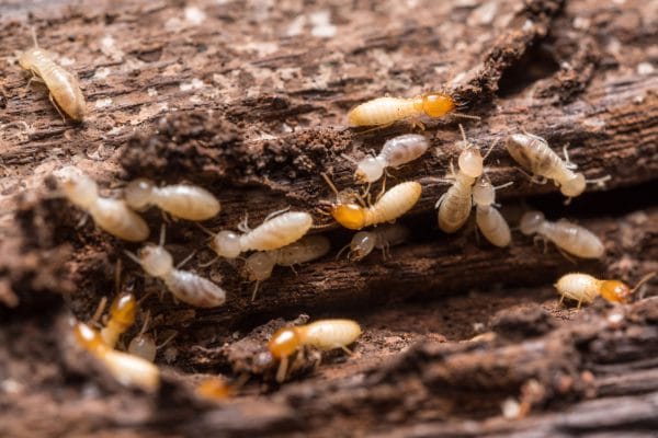 47561510 - close up termites or white ants - Best Pest Control, Cheyenne, Wyoming Is your home infested by termites? - Best Pest Control, Cheyenne, Wyoming - Page 8