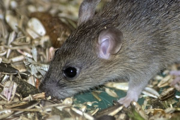 How to pest proof your home before vacation - Best Pest Control, Cheyenne, Wyoming - Page 8