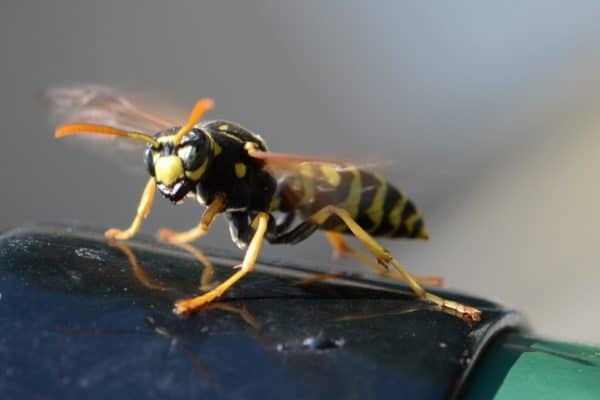 5cd2eb33ce9e3 - Best Pest Control, Cheyenne, Wyoming Keeping Wasps Away From Your Home - Best Pest Control, Cheyenne, Wyoming - Page 9