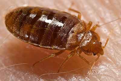 bedbugs - Best Pest Control, Cheyenne, Wyoming Need a Bed Bug Removal Service in Wyoming? - Best Pest Control, Cheyenne, Wyoming