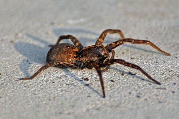 blog-WolfSpider - Best Pest Control, Cheyenne, Wyoming Reasons why your pest control doesn’t work - Best Pest Control, Cheyenne, Wyoming - Page 4