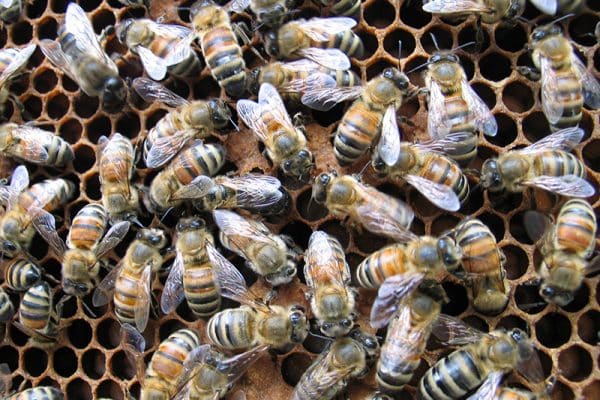 blog-bees - Best Pest Control, Cheyenne, Wyoming How do I prevent bees from getting into my house? - Best Pest Control, Cheyenne, Wyoming - Page 7