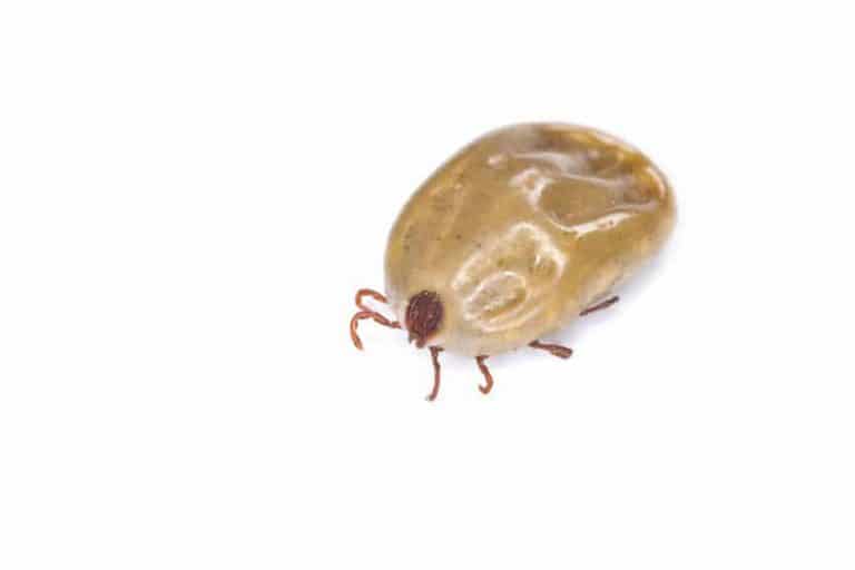 Dealing with fleas - Best Pest Control, Cheyenne, Wyoming