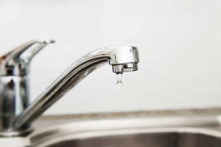 bugs in my sink