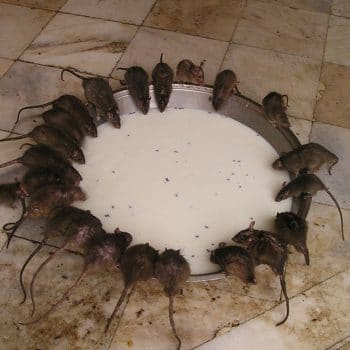 I have a mice problem in my house