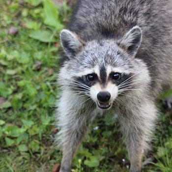 Are raccoons dangerous