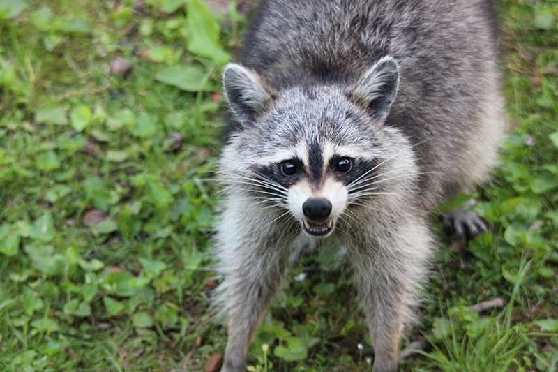 Natural raccoon deterrents - Best Pest Control, Cheyenne, Wyoming