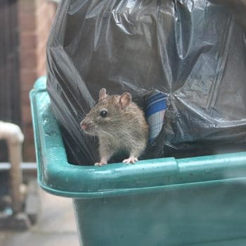 Mice infestation near my home