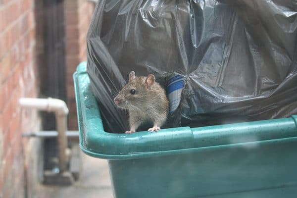 blog-rats-garbage - Best Pest Control, Cheyenne, Wyoming Pest Management Plans for Cheyenne Offices, Schools, and Churches: A Complete Guide - Best Pest Control, Cheyenne, Wyoming