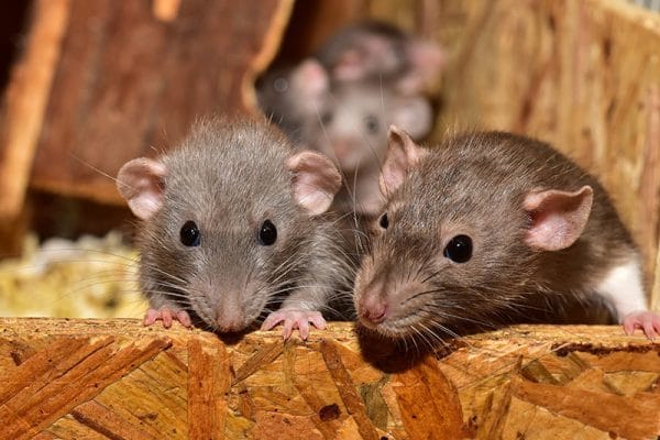 blog-rodent-family - Best Pest Control, Cheyenne, Wyoming Mice stuck in your air duct/wall cavities? Here is how to remove them - Best Pest Control, Cheyenne, Wyoming - Page 7