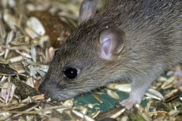 blog-rodent-rat-mice - Best Pest Control, Cheyenne, Wyoming How to protect your family from critters - Best Pest Control, Cheyenne, Wyoming - Page 7
