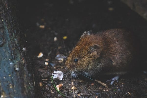 blog-rodent-vole - Best Pest Control, Cheyenne, Wyoming How to get rid of voles - Best Pest Control, Cheyenne, Wyoming - Page 4