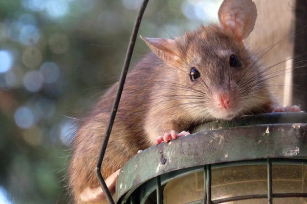 blog-roof-rat - Best Pest Control, Cheyenne, Wyoming A quick 7-point wild critter avoidance checklist - Best Pest Control, Cheyenne, Wyoming - Page 4