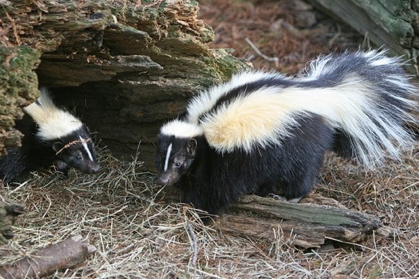 blog-skunk-family - Best Pest Control, Cheyenne, Wyoming Summer Wildlife Encounters in Cheyenne: How to Handle Skunks, Raccoons, and More - Best Pest Control, Cheyenne, Wyoming