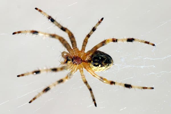 blog-spider-3 - Best Pest Control, Cheyenne, Wyoming A thousand baby spiders! - Best Pest Control, Cheyenne, Wyoming - Page 4