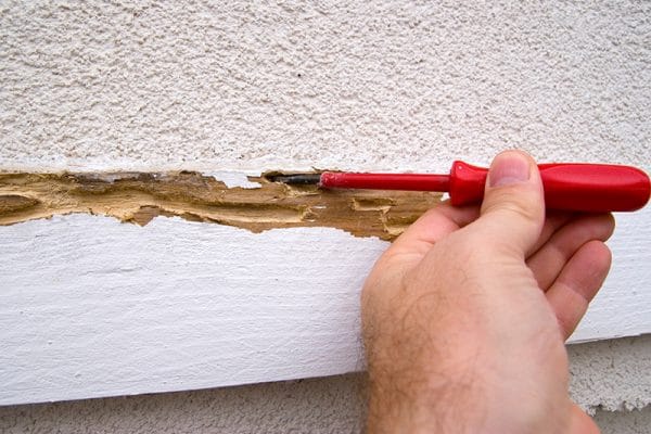 blog-termite-damage - Best Pest Control, Cheyenne, Wyoming What to Expect During a Best Pest Control Inspection in Cheyenne: Your Complete Guide - Best Pest Control, Cheyenne, Wyoming