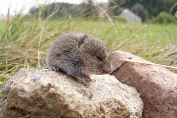 Vole removal near Cheyenne