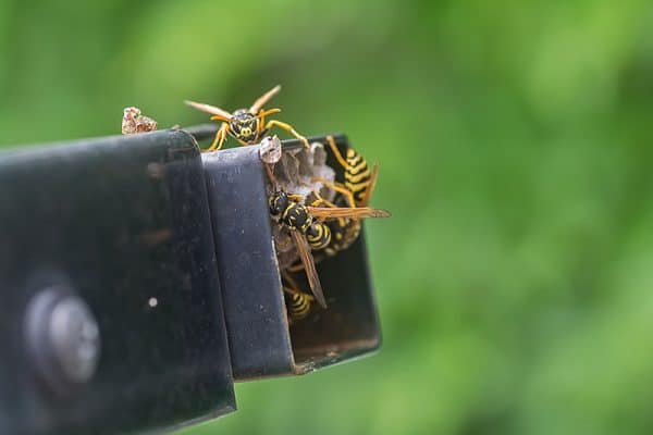 blog-wasp-car - Best Pest Control, Cheyenne, Wyoming Summer Wasp Nest Removal and Safety for Cheyenne Backyards - Best Pest Control, Cheyenne, Wyoming - Page 3