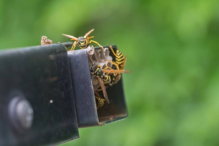 Summer Wasp Nest Removal and Safety for Cheyenne Backyards - Best Pest Control, Cheyenne, Wyoming