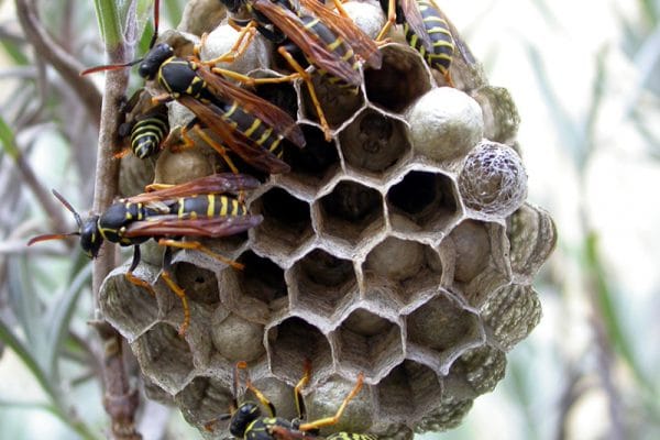 blog-wasp-nest - Best Pest Control, Cheyenne, Wyoming How Best Pest Control Safely Removes Wasp Nests from Your Cheyenne Home - Best Pest Control, Cheyenne, Wyoming - Page 3
