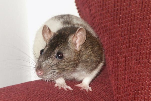 blog-young-female-rat - Best Pest Control, Cheyenne, Wyoming How rodents destroy your home - Best Pest Control, Cheyenne, Wyoming - Page 7