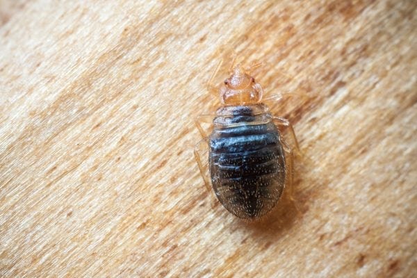 - Best Pest Control, Cheyenne, Wyoming Bed Bug Treatment Cheyenne - Best Pest Control, Cheyenne, Wyoming - Page 4