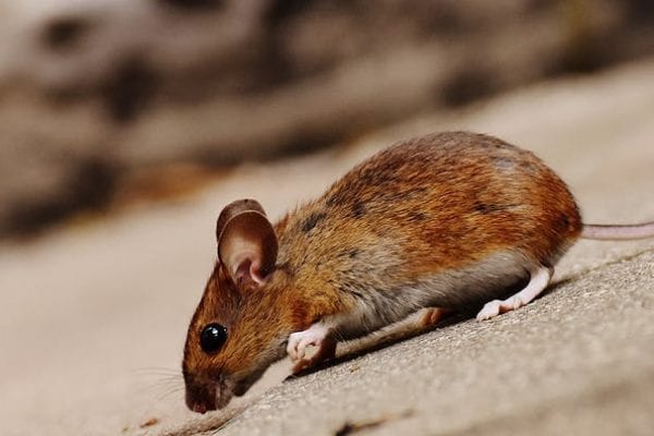 mice pest control - Best Pest Control, Cheyenne, Wyoming A rodent infestation can be dangerous to your health - Best Pest Control, Cheyenne, Wyoming - Page 8