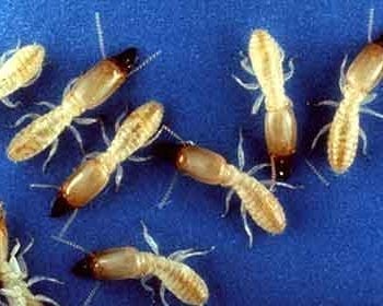 Termite exterminator Best Pest Control Casper WY